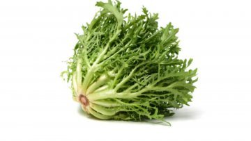 ESCAROLA