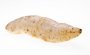 BATATA DOCE