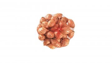 CEBOLA PARA CONSERVA