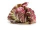 RADICCHIO