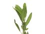 SALVIA FRESCA MAÇO